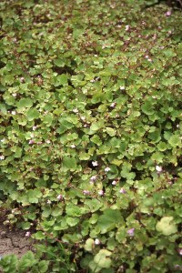 298.60 Cymbalaria muralis